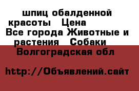 шпиц обалденной красоты › Цена ­ 22 000 - Все города Животные и растения » Собаки   . Волгоградская обл.